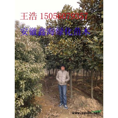 安徽鑫海園林基地常年供應三角楓