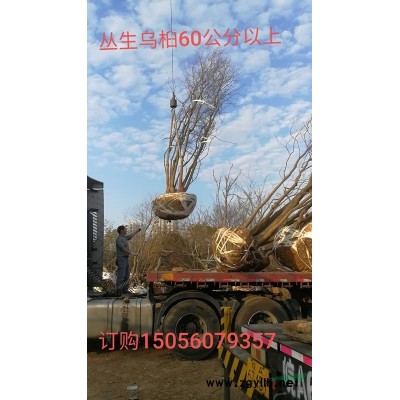 安徽鑫海園林苗木基地常年供應 桂花