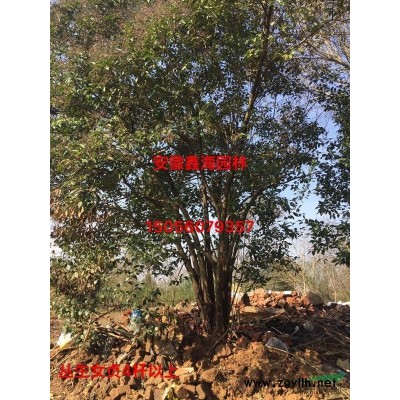 安徽鑫海園林低價供應 廣玉蘭