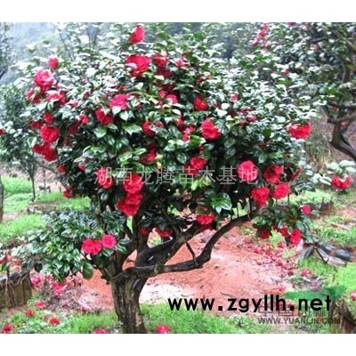 一批出土30公分開量10公分垃圾羅漢松，15公分垃圾羅漢松樹