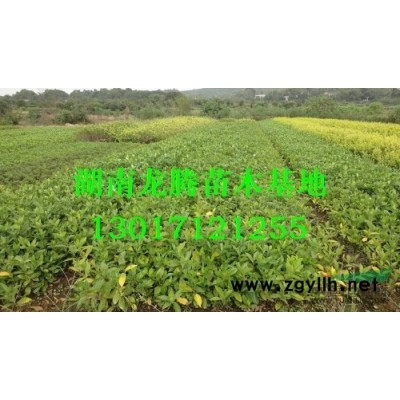 廣玉蘭、白玉蘭、紫玉蘭、廣玉蘭樹批發