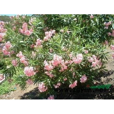 湖南桂花，湖南桂花樹，湖南桂花樹批發