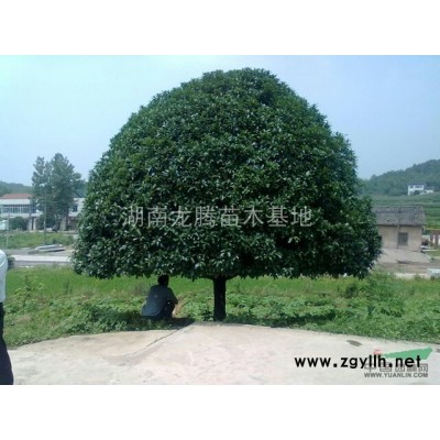 基地供應法國冬青、法國冬青柱、法國冬青小苗、法國冬青價格圖片