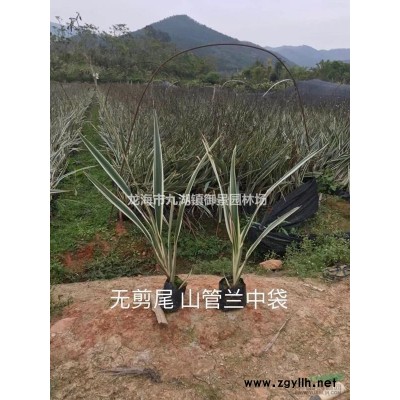 天堂鳥苗價格 鶴望蘭苗報價 天堂鳥苗行情 鶴望蘭苗基地