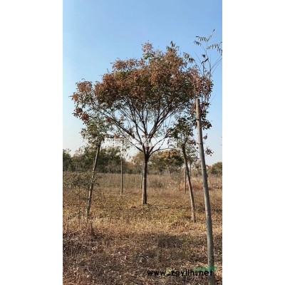 三角楓基地 三角楓*新價格