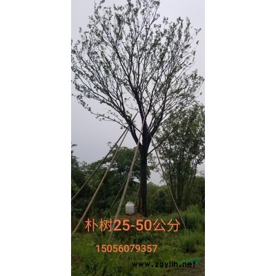 安徽鑫海園林常年低價供應 烏桕