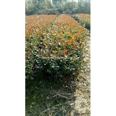 今年樸樹價格 精品大規(guī)格樸樹 長沙樸樹起苗