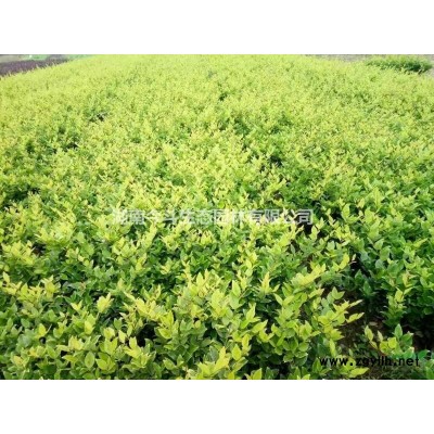 湖南精品叢生香樟  長沙漂亮的叢生香樟價格