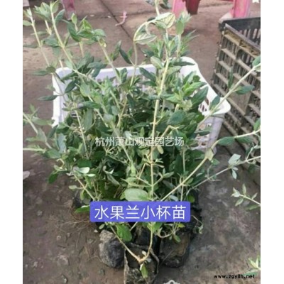浙江[產(chǎn)品]/浙江杭州蕭山:鳶尾:小蘭花:大蘭花:德國(guó)鳶尾供應(yīng)價(jià)格/報(bào)價(jià)