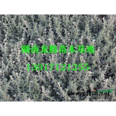 湖南夾竹桃小苗、80-100-120-150湖南夾竹桃價格