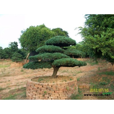 湖南造型羅漢松、湖南羅漢松、羅漢松價格、湖南羅漢松小苗價格