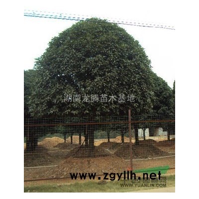 樂昌含笑、移栽樂昌含笑、5、10、15、20cm樂昌含笑樹