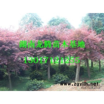 湖南羅漢松供應  金桂、四季桂花、紅花繼木、春鵑、夏鵑