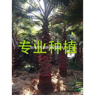 老人葵基地 老人葵產地 老人葵哪里便宜 老人葵批發