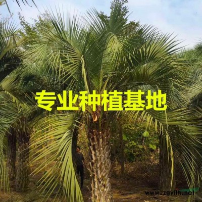 福建銀海棗基地 銀海棗產地 銀海棗批發 銀海棗供應