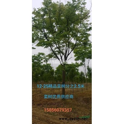 安徽鑫海園林基供應紫薇