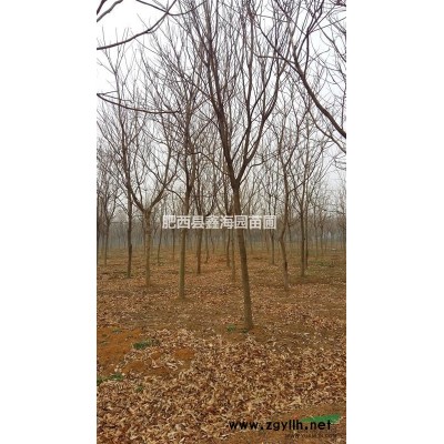 安徽地區供應1-30香樟