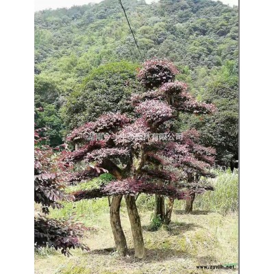 今年雪松價格 湖南雪松報價精品雪松 長沙雪松價格