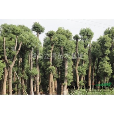 2020桂花報價、圖片