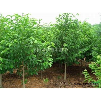 湖南苗木,湖南苗木哪里規模*大，湖南苗木哪里價格*優惠