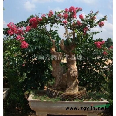 湖南各規格松柏供應 松柏價格