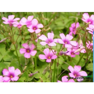 紅柳供應(yīng)/紅柳圖片