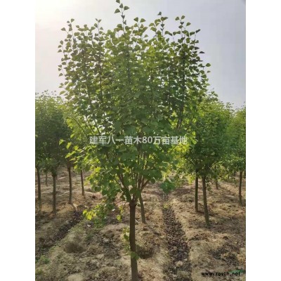 江蘇紅報月季介紹