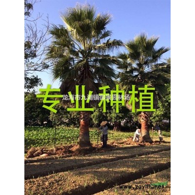 花葉良姜價格  花葉良姜報價 花葉良姜種植基地