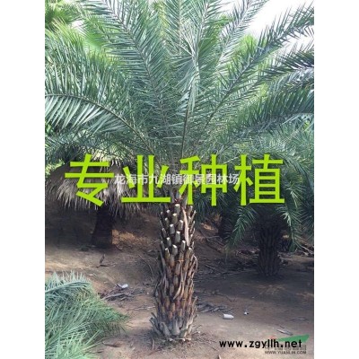 伊拉克蜜棗價格 伊拉克蜜棗報價