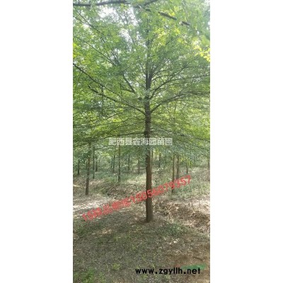 安徽大葉女貞 安徽大葉女貞價格