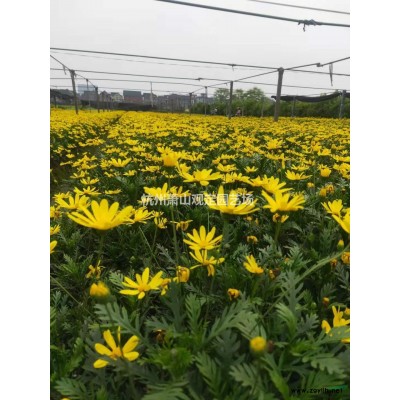 供應亮晶女貞小杯苗/大杯苗圖片