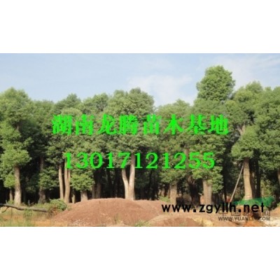 桂花價格、湖南桂花價格、桂花小苗價格、湖南桂花、桂花樹價格