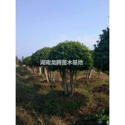 紅楓供應 紅楓價格 四季含笑、杜英、香樟、大葉樟