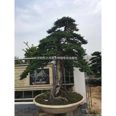 江蘇沭陽垂絲海棠