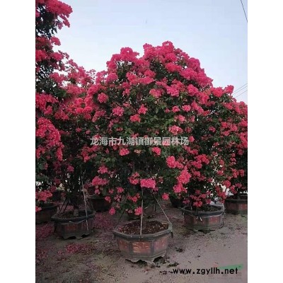 1米三角梅球價(jià)格 1.5米三角梅球價(jià)格 2米三角梅球價(jià)格