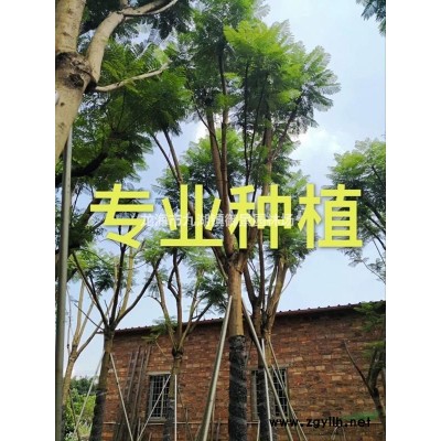 福建芒果樹價格，福建大葉榕報價，福建高山榕批發