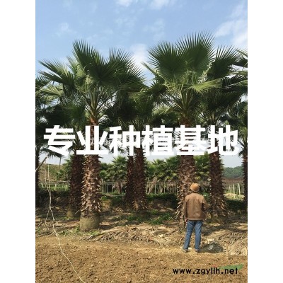 沙西鎮(zhèn) 中國榕樹批發(fā)網(wǎng) 中國小葉榕基地