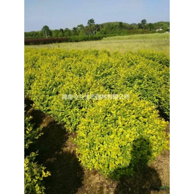 精品孔雀造型樹 湖南造型孔雀 漂亮的造型孔雀 漂亮的孔雀造型