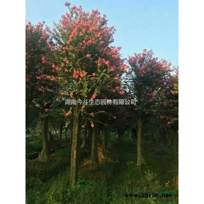 湖南竹柏價格 優(yōu)質(zhì)竹柏 長沙竹柏基地