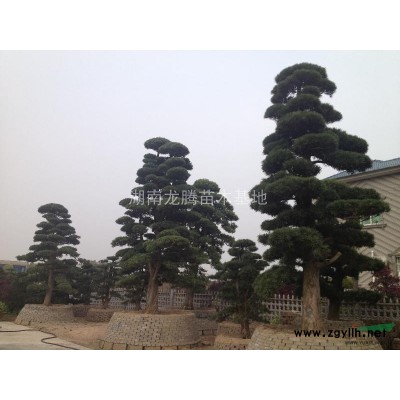 造型羅漢松12公分造型羅漢松18公分造型羅漢松20公分羅漢樹