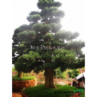 供應湖南紅花繼木、羅漢松、桂花