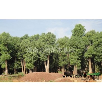 湖南紅葉李供應 紅豆杉、雪松、松柏、蘭天竹、絲蘭