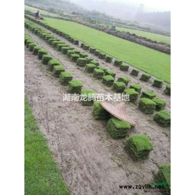 紅楓供應報價 夏鵑、茶花、四季含笑、杜英、香樟