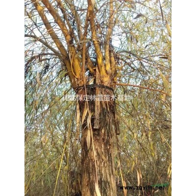 5公分金葉榆，河北保定5公分金葉榆樹(shù)苗低價(jià)處理