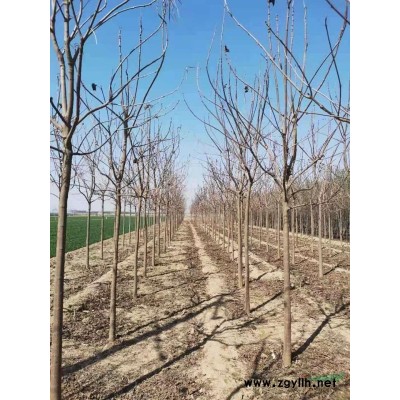 河北保定垂柳基地 出售嫁接垂柳 垂柳價格便宜
