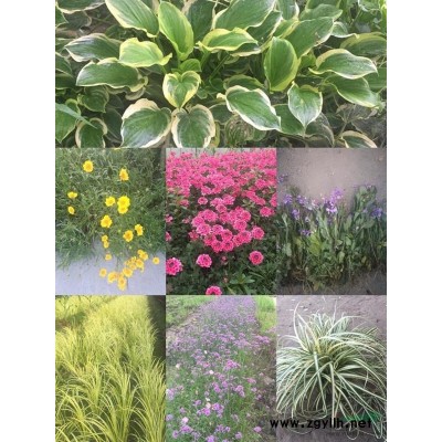 蕭山色塊小苗/小毛球/竹子/草花/水生地被/喬灌木直銷