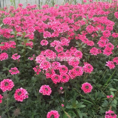 蕭山紫荊自產(chǎn)直銷供應(yīng)報價