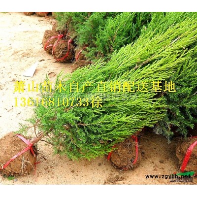 浙江地區(qū)紫葉鴨跖草直銷供應(yīng)報價