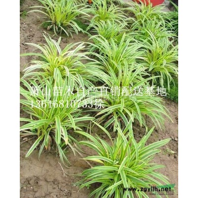 浙江地區(qū)芒草直銷供應(yīng)
