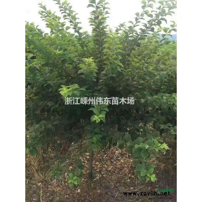 紅梅基地/8-15公分精品紅梅